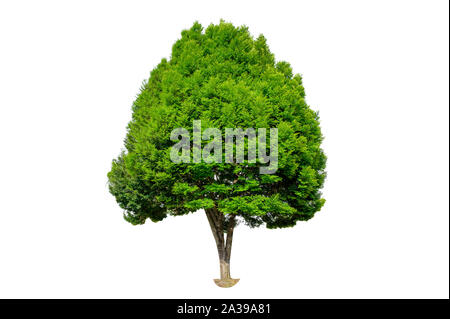 Isolated  trees on white background Stock Photo