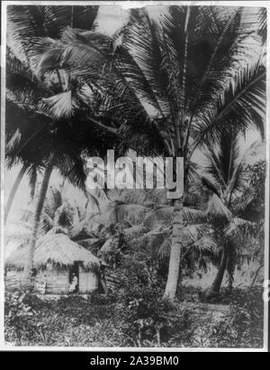 San Juan, Puerto Rico, and vicinity, 1901-1903: coconut palms Stock Photo