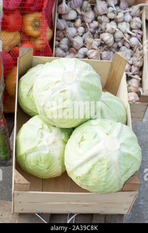 White cabbage for sale in the open air. Russia . Stock Photo