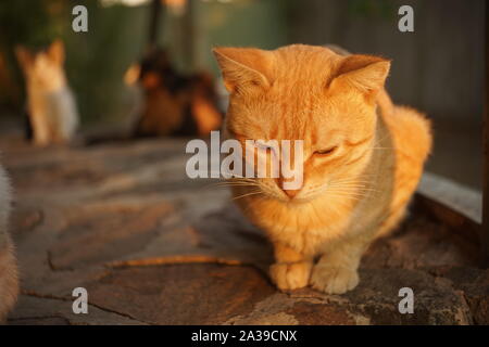 cat relax on the stone floor outdoor, sunset light. Stock Photo