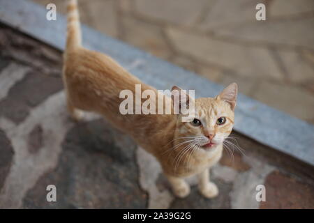 red cat standing on a wild stone floor and looking at the camera, animal portrait outdoor. Stock Photo