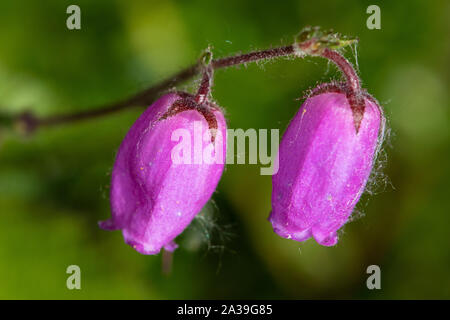 Daboecia cantabrica (St. Dabeoc's Heath) flowers Stock Photo