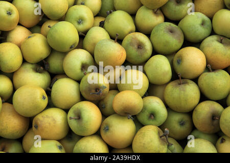 Apple, Pitmaston Pineapple', apples, eating apple, healthy eating, Malus Domestica Stock Photo