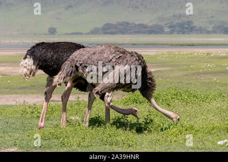 Male and female ostriches (Struthio camelus) grazing side by side, Ngorongoro Crater, Tanzania Stock Photo