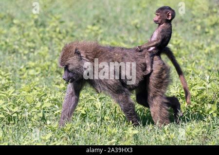 Good riding form, baby baboon rides bareback on foraging mother, Ngorongoro Crater, Tanzania Stock Photo