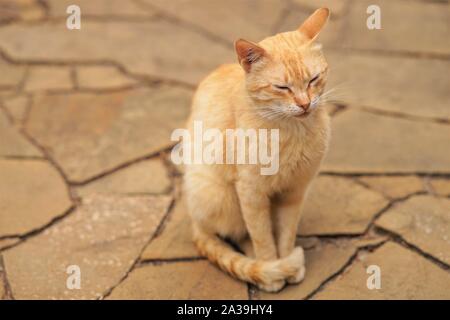 Cute ginger cat sitting outdoor. Relaxing pet portrait on the stone floor. Stock Photo