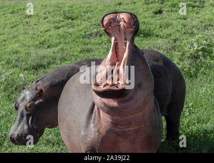 Pair of hippos (Hippopotamus amphibius) in open, one with wide open mouth, Ngorongoro Crater, Tanzania