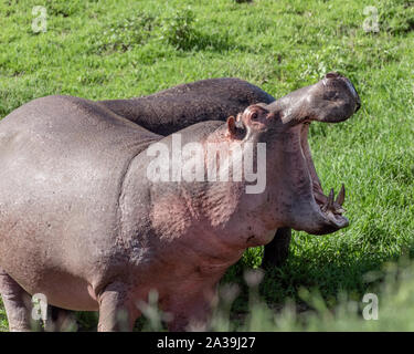 Hippo (Hippopotamus amphibius) in fresh grass in daylight, Ngorongoro Crater, Tanzania