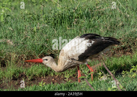 Portrait of a muddy Cape Buffalo with a mouthful of fresh grass, Ngorongoro Caldera, Tanzania Stock Photo