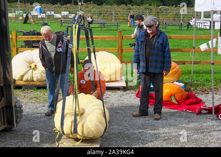 Giant Pumpkin Weigh-off, Langley, B. C., Canada. Oct. 5, 2019.  Man adjusts the straps supporting a giant pumpkin as two other men look on. Stock Photo