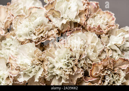 Petal of beige dyed Carnation, flower background. Dianthus caryophyllus