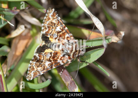 Beautiful Yellow Underwing (Anarta myrtilli) - a day-flying Noctuid moth Stock Photo