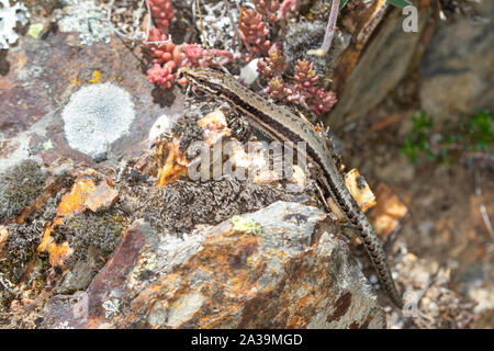 Common Wall Lizard (Podarcis muralis) Stock Photo