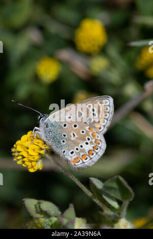 Common Blue (Polyommatus icarus) butterfly resting on a Hop Trefoil (Trifolium campestre) flower Stock Photo