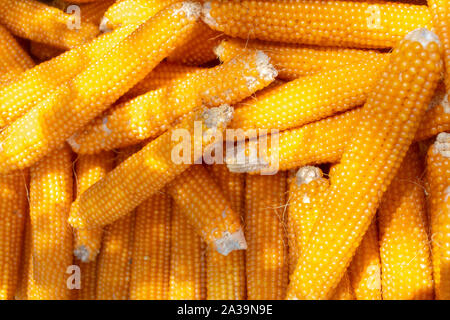Dried Yellow Corn on the Cob in a Pile Stock Photo
