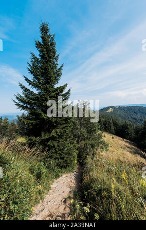 green pine trees on hill against blue sky with clouds Stock Photo