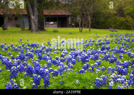 Field of Bluebonnets in a Rural Area of Texas Hill Country Stock Photo