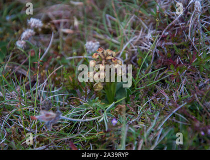Frog Orchid (Dactylorhiza viridis) a rare orchid, , growing on serpentine substrate on the Keen of Hamar NNR, Unst Shetland, Scotland Stock Photo