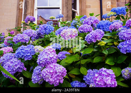 Beautiful, three color hydrangea blossom outside English houses, close up Stock Photo