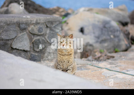 Grumpy brown stripped wild cat against blurry harbor background. Stock Photo