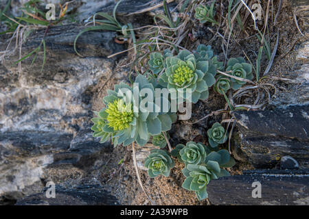 Roseroot (Sedum rosea, Rhodiola rosea) growing on a rocky ledge on the ...