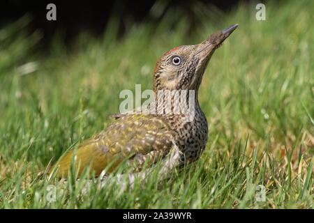 Juvenile Green Woodpecker feeding on ants on a garden lawn Stock Photo