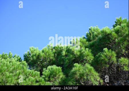 Coniferous trees with long needles against the blue sky Stock Photo