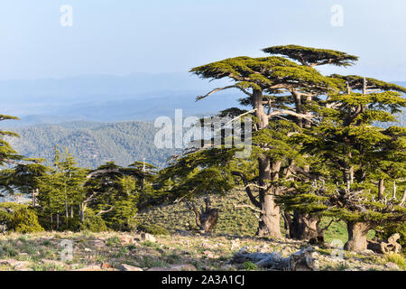 Atlas Cedar Forest in Mount Chelia in the Aures mountains in Algeria Stock Photo