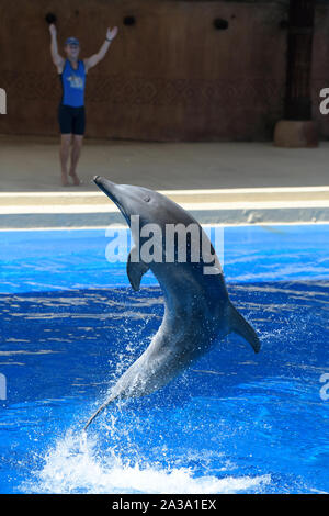 Durban, South Africa, Ushaka Marine World, Bottlenose Dolphin, Tursiops aduncus, jumping out of water, public education through entertainment, action Stock Photo