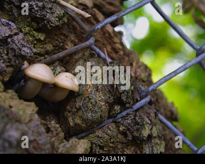 Two perfect white mushroom (Agrocybe cylindracea) growing from a tree between links on a chain link fence. Ottawa, Ontario, Canada. Stock Photo