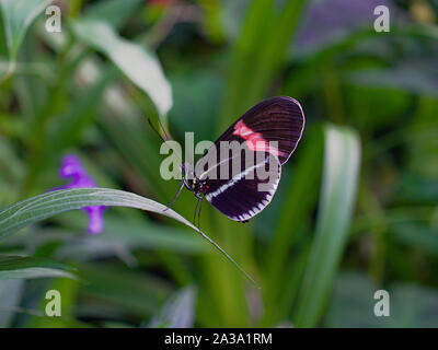 Postman butterfly (Heliconius melpomene) at the Carleton University Annual Biology Butterfly Show, 2019, Ottawa, Ontario, Canada. Stock Photo