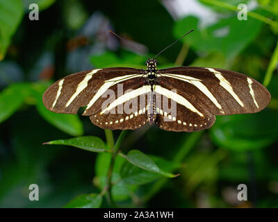 Zebra longwing (Heliconius charithonia) on a leaf at the Carleton University Annual Biology Butterfly Show, 2019, Ottawa, Ontario, Canada. Stock Photo