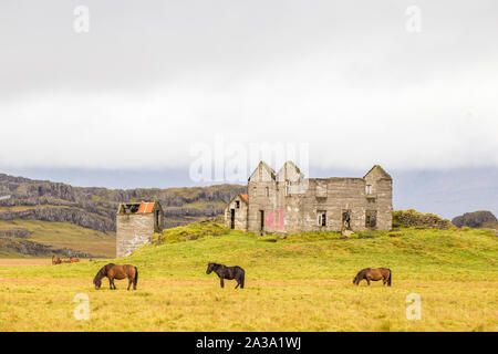 Icelandic horses in field near abandoned structure in Iceland Stock Photo