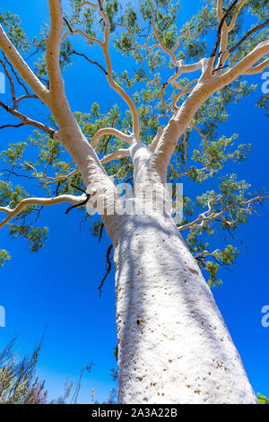 The largest and oldest ghost gum tree in Australia sits within the East MacDonnell Ranges in the Northern Territory, Australia. Stock Photo