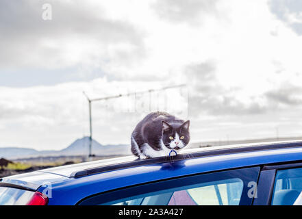 Black and white cat perched on car roof in Iceland Stock Photo