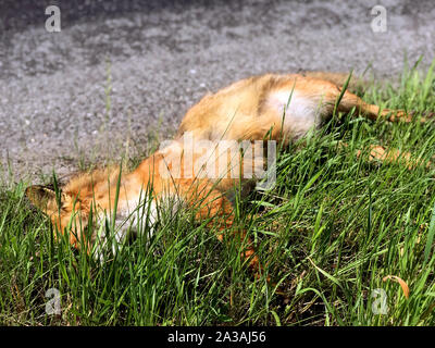 The fox's corpse is lying by road. Dead fox in green grass beside rural road.