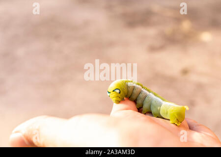 Caterpillars on the hands with blur background. Close up beautiful green caterpillar. Stock Photo