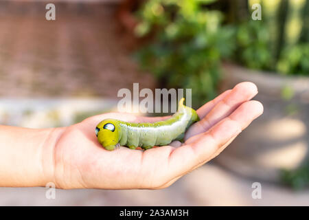 Caterpillars on the hands with blur background. Close up beautiful green caterpillar. Stock Photo