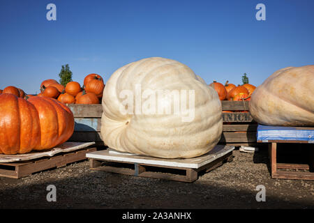 Giant pumpkins are seen on display in Bauman's Farm in Gervais, Oregon, on Saturday, Oct 5, 2019. Stock Photo