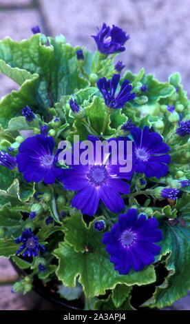 GARDEN POT OF PURPLE CINERARIAS (SENECIO CRUENTUS SYN SENECIO X HYBRIDUS, PERICALLIS CRUENTA, CINERARIA CRUENTA) Stock Photo