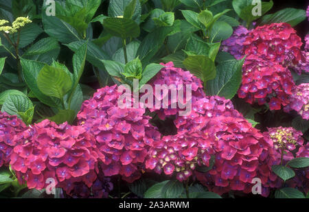 PINK HYDRANGEA MACROPHYLLA FLOWERHEADS IN FULL BLOOM. Stock Photo