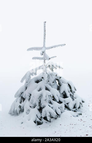 Small pine tree covered in snow Stock Photo