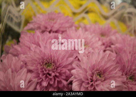 Pretty Italian flowers with leaves - image Stock Photo