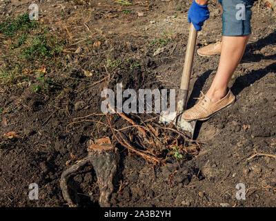Woman digging up roots and an old stump with a spade in freshly dug earth in a gardening or preparation for building work concept with a view of her l Stock Photo