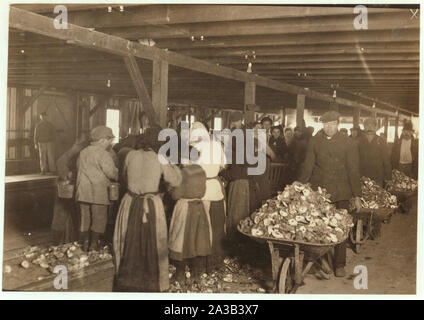 Shucking oysters in the Alabama Canning Company (Dunbar Lopez, Dukate Co.) Small boy on left end is Mike Murphy, ten years old, and from Baltimore. Stock Photo