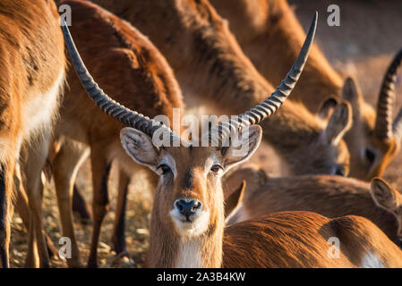 Close-up of a male Kafue lechwe in a herd of them Stock Photo