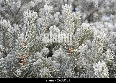Branches of pine tree with frost and cones Stock Photo