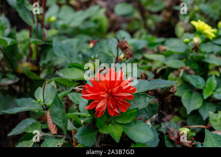 Dahlia decorative border Art Nouveau. Small red flower on a background of green leaves Stock Photo