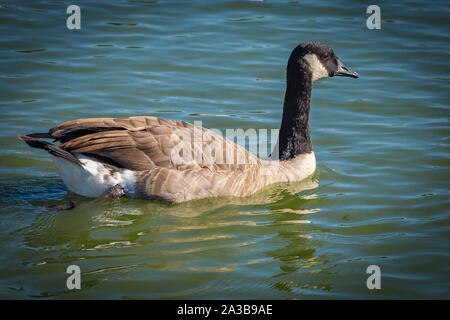 Cackling Goose at Slimbridge Stock Photo