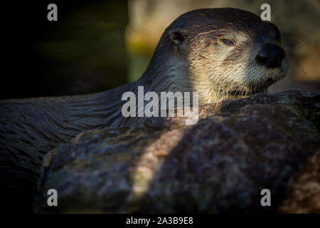 North American River Otter at Slimbridge Stock Photo